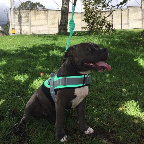 HELIOS • Teal Bark Mudder Leash Harness Dog Walker